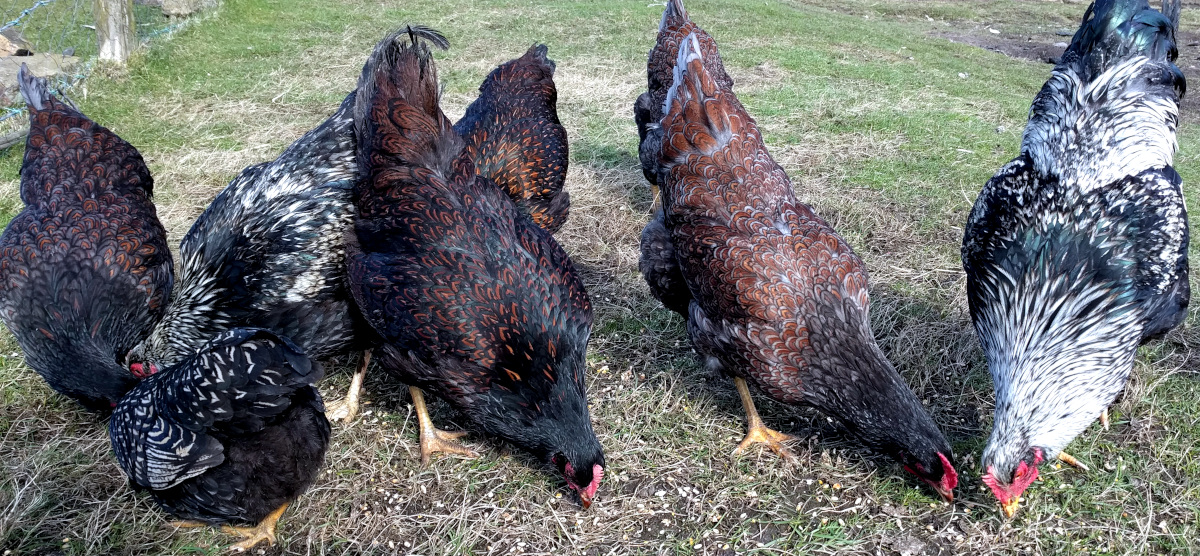 My flock of barnevelders