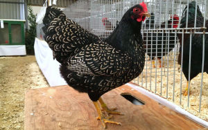 A silver laced show winning barnevelder hen.