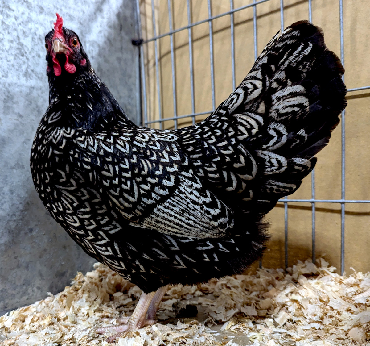 The silver laced Barnevelder is one of the prettiest