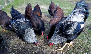 Barnevelder chickens have a complex breed makeup.