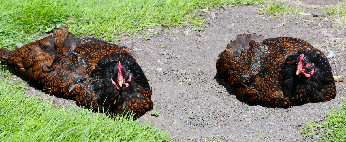 A couple of my hens basking in the sunshine
