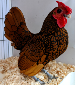 This Sebright is a chicken in amazing 'shape'.
