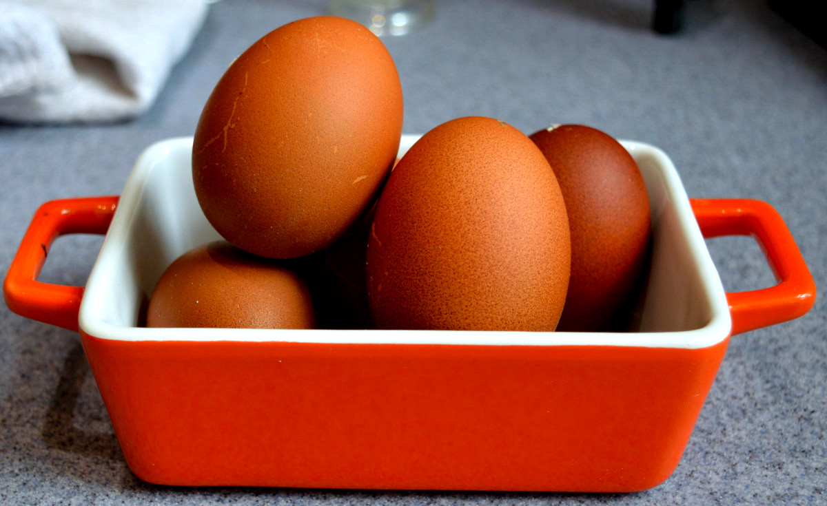 The amazing egg was genesis for the Barnevelder