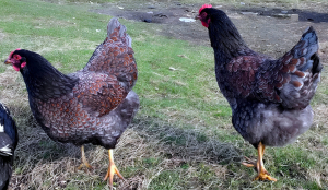 Two of my blue laced barnevelder hens
