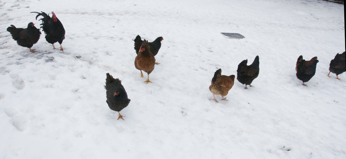 My flock of Barnevelders in the snow.