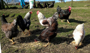 My current flock of for sale barnevelders