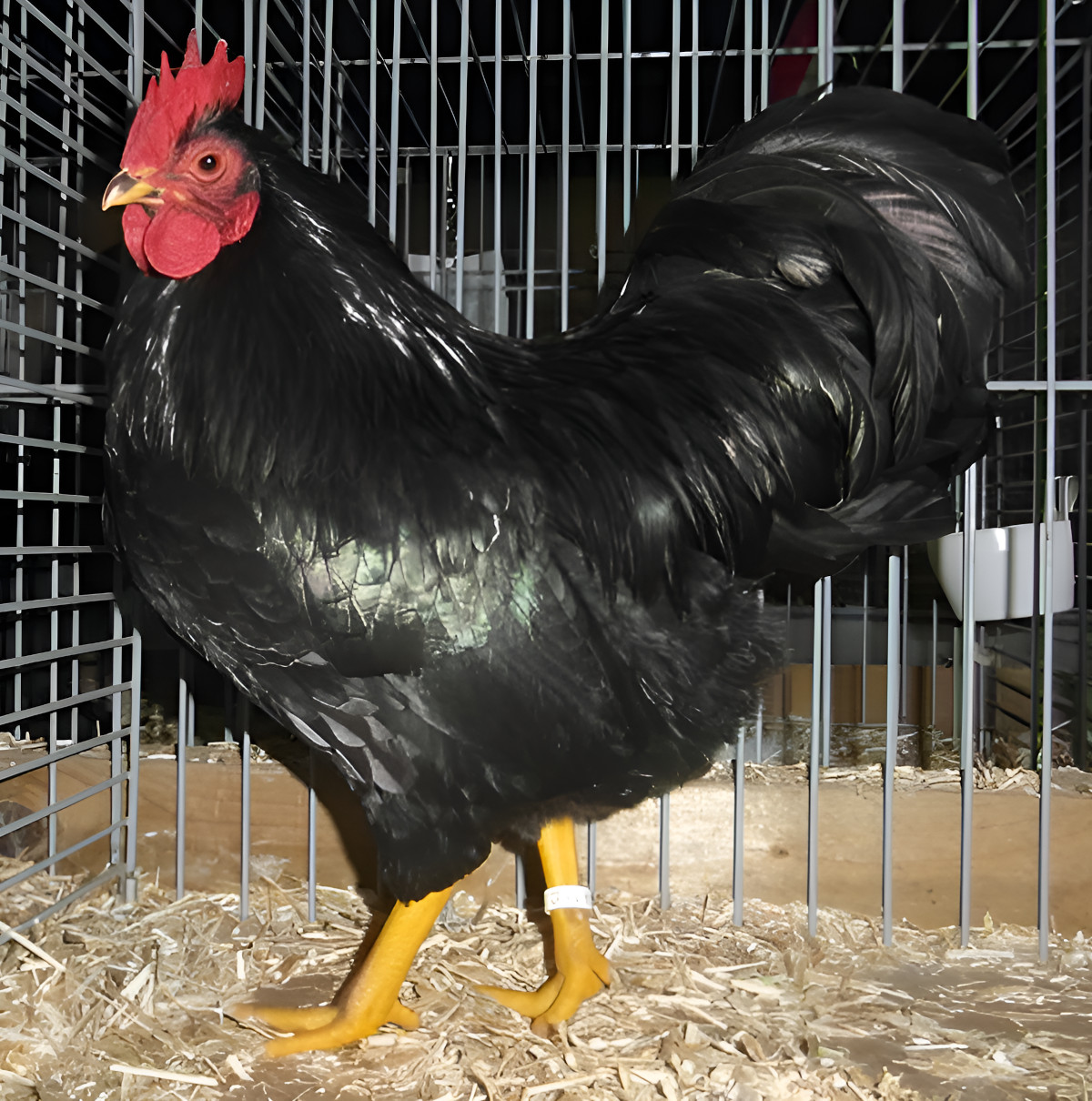 A black barnevelder on show.