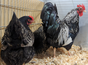 A trio of silver laced barnevelders