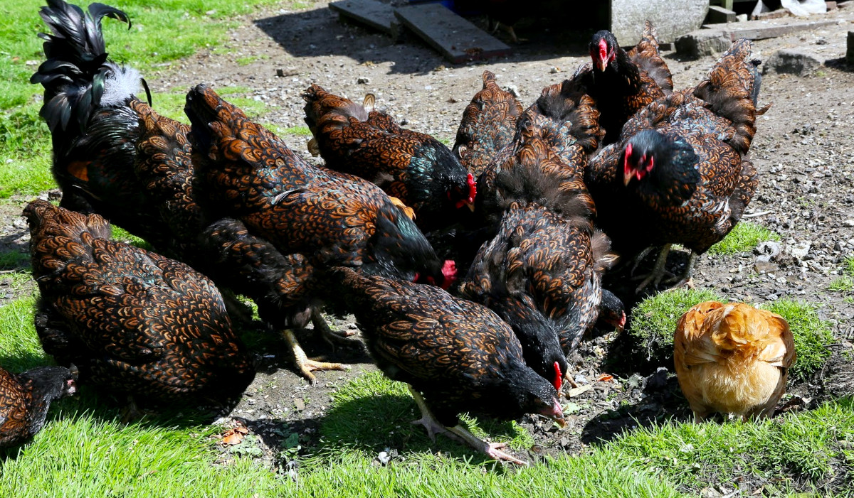 Some of my flock of chickens