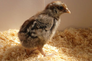 A Barnevelder chick. How can you tell the boys from the girls.