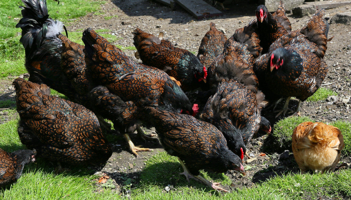 My egg flock is mostly heritage barnevelders.
