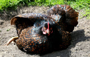 One of my double laced Barnevelder hens sun bathing