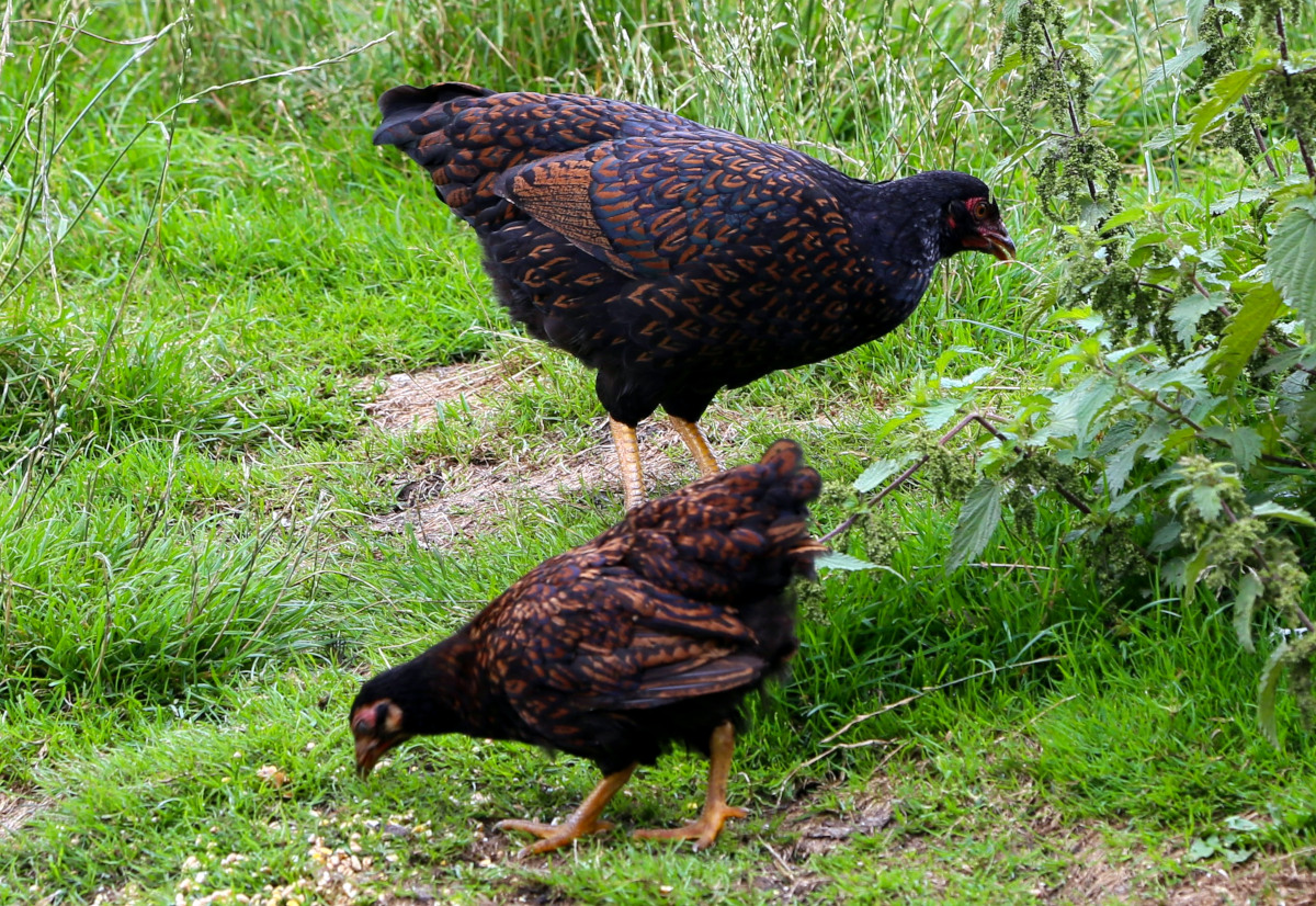 Some of my young growing barnevelder chickens