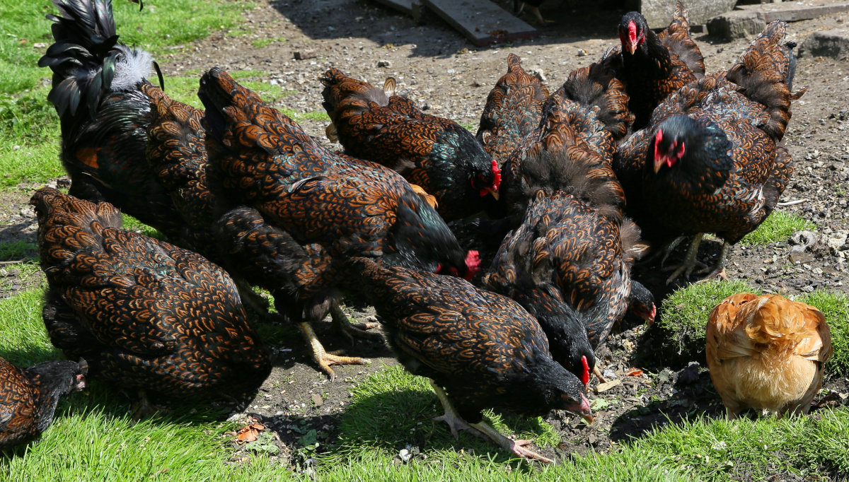 The bulk of my egg flock is still Barnevelders.