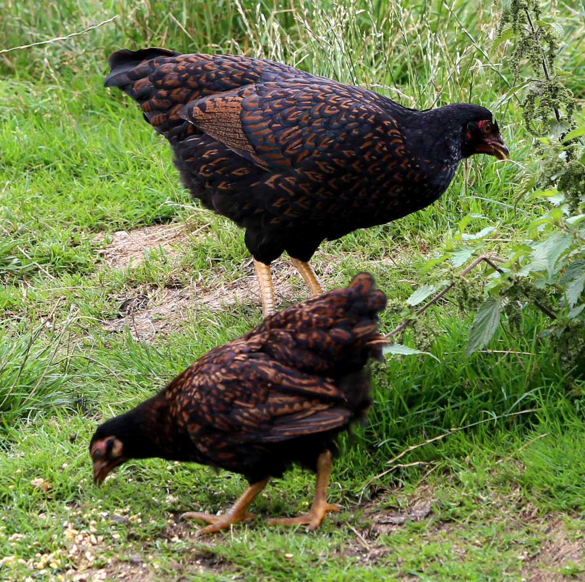 I raise my birds free range on grass and seasonally.