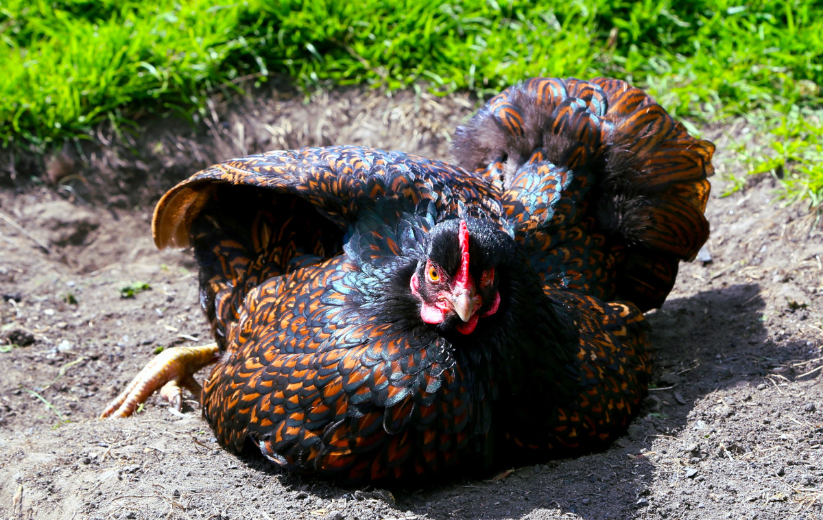 A barnevelder hen taking a dust bath in the Yorkshire sunshine